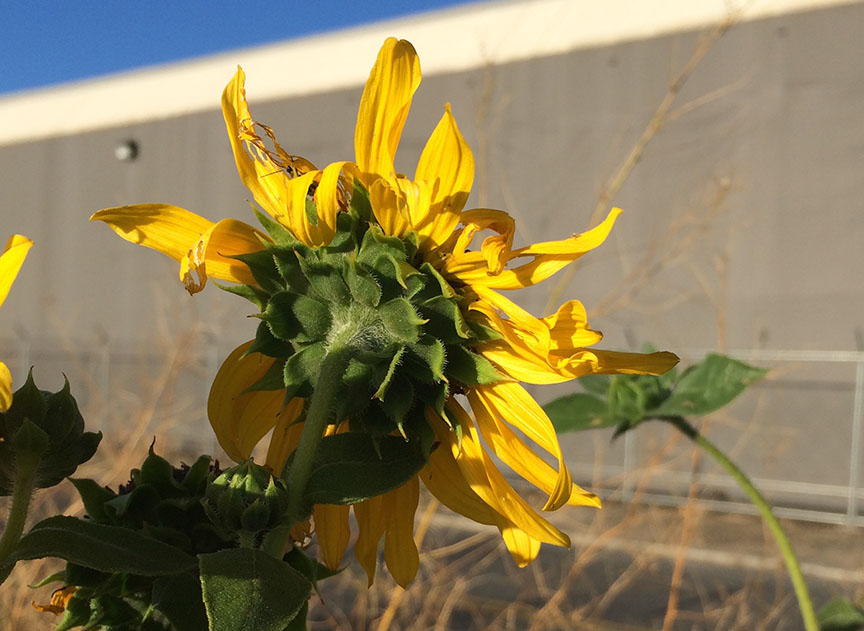sunflower_03.jpg
