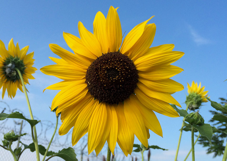 sunflower_09.jpg