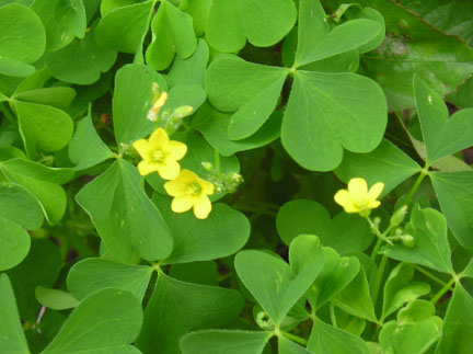 woodsorrel_01.jpg