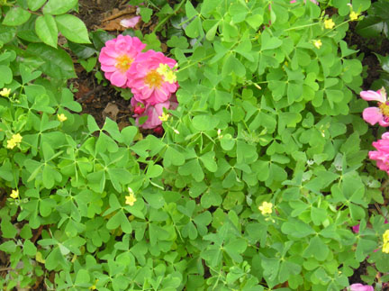 woodsorrel_02.jpg