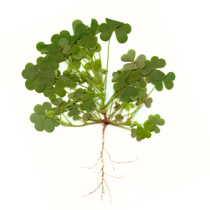 woodsorrel_03.jpg