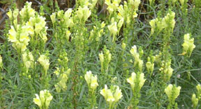 Linaria vulgaris P. Mill.
