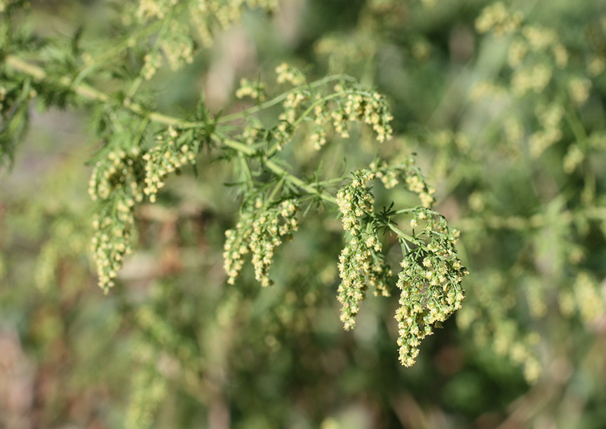 Artemisia annua (annual wormwood, sweet sagewort): Go Botany